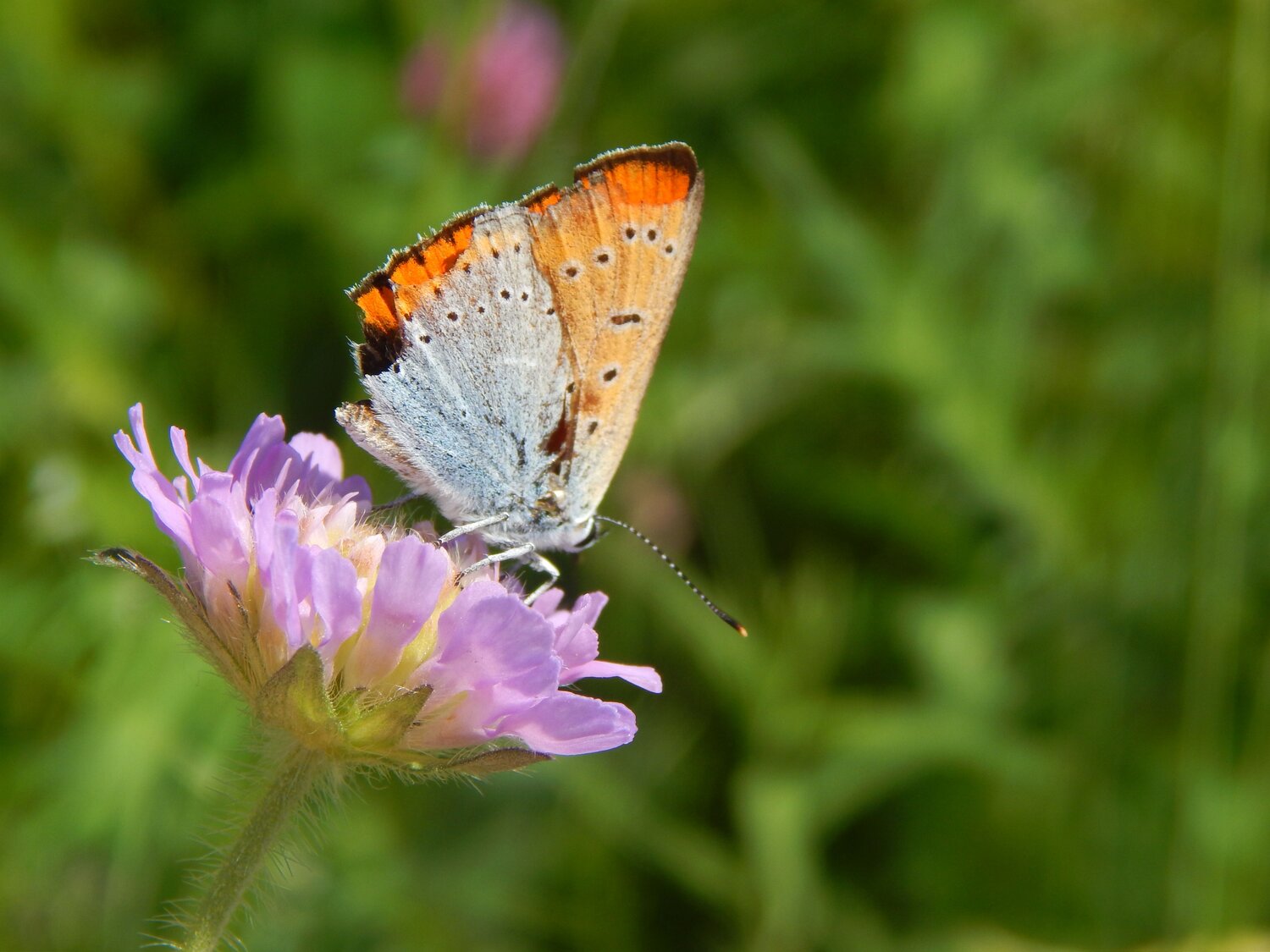 Photo #7167530