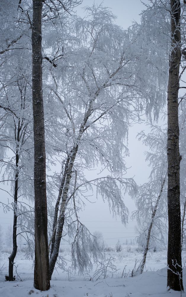 Photograph by Олег Свиясов