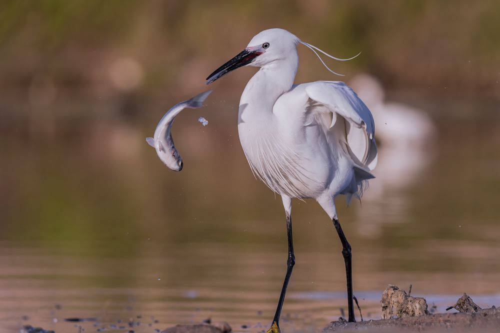 Photograph by Massimo Tamajo