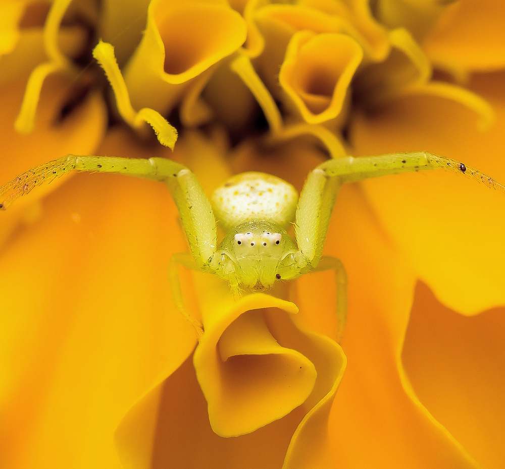 Photograph by Shakti brata Bhattacharjee