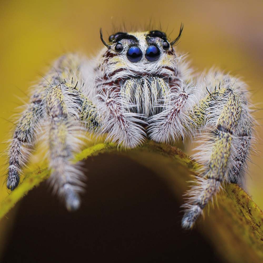 Photograph by Shakti brata Bhattacharjee