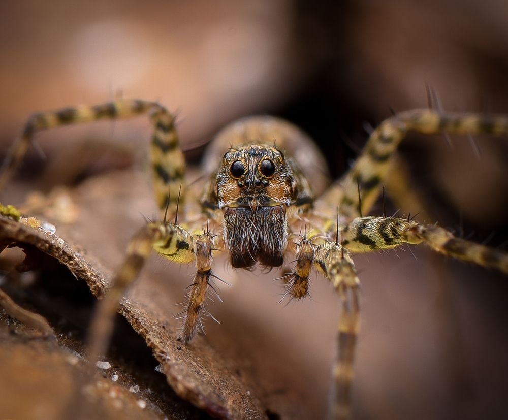 Photograph by Shakti brata Bhattacharjee