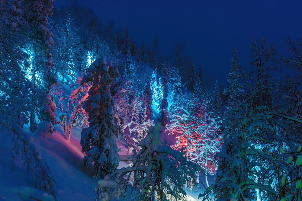 Таинственный лес