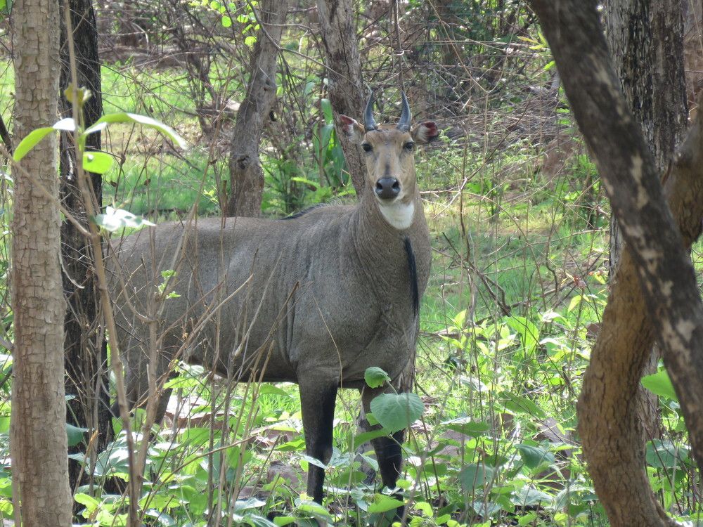 Strange looking nilgai