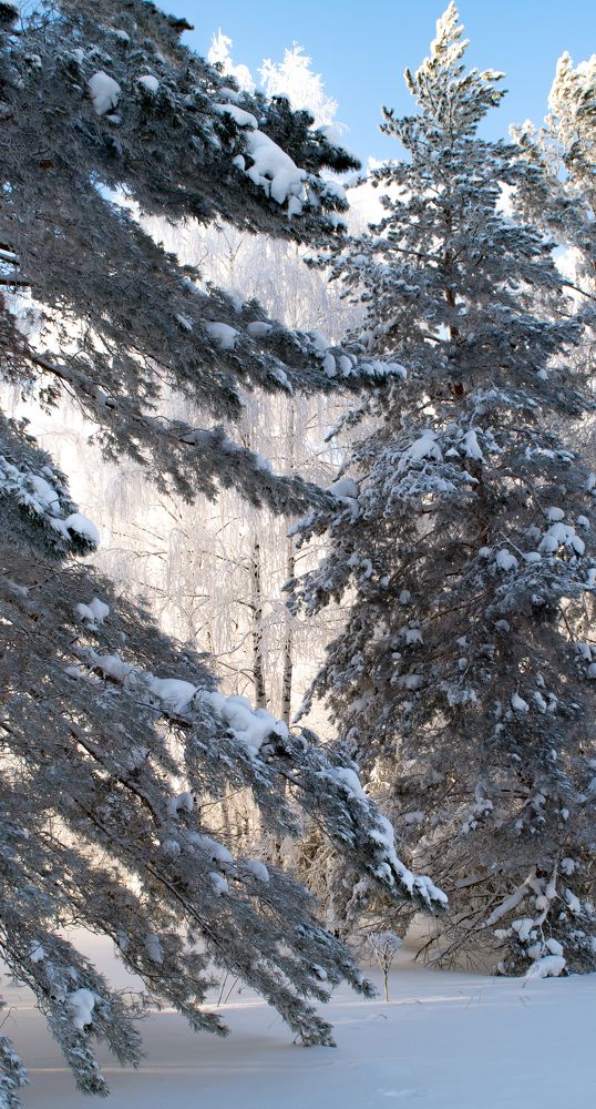 Photograph by Николай Путинцев