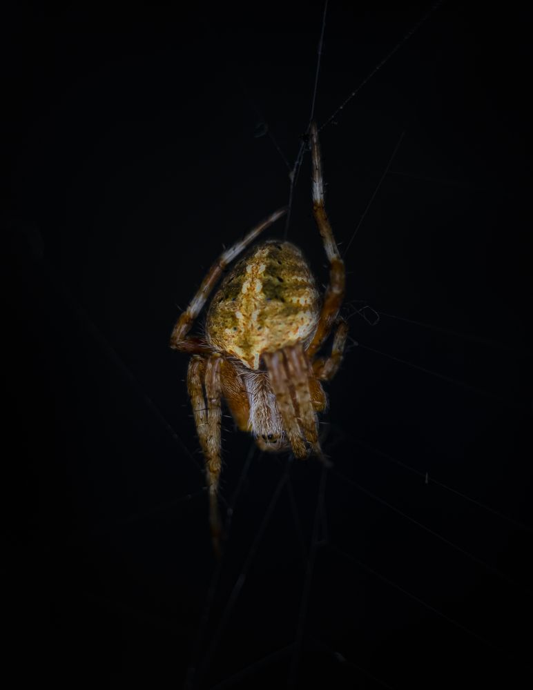 European garden spider or cross spider