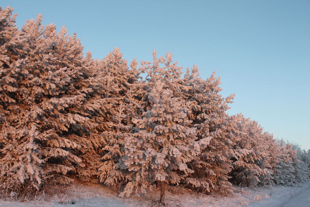 Photograph by Елена Шмырвоа