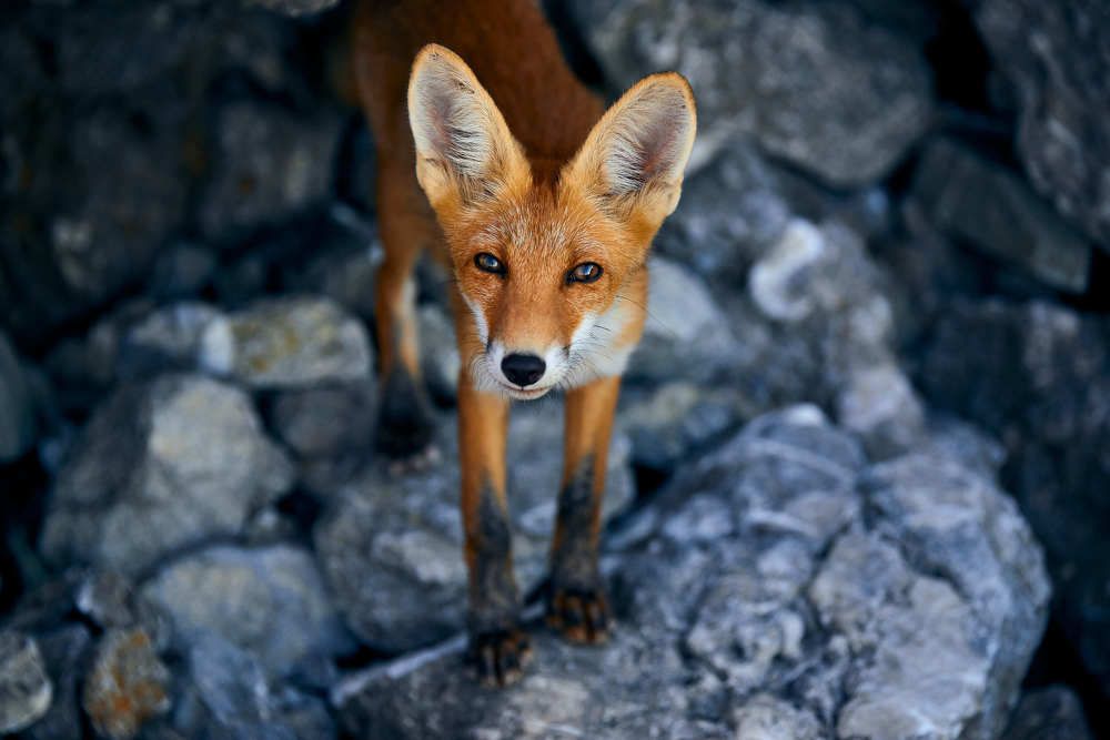 Photograph by Андрей Фоминых