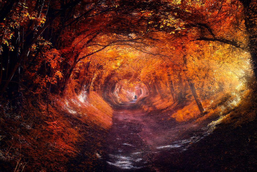 Halnaker tree tunnel
