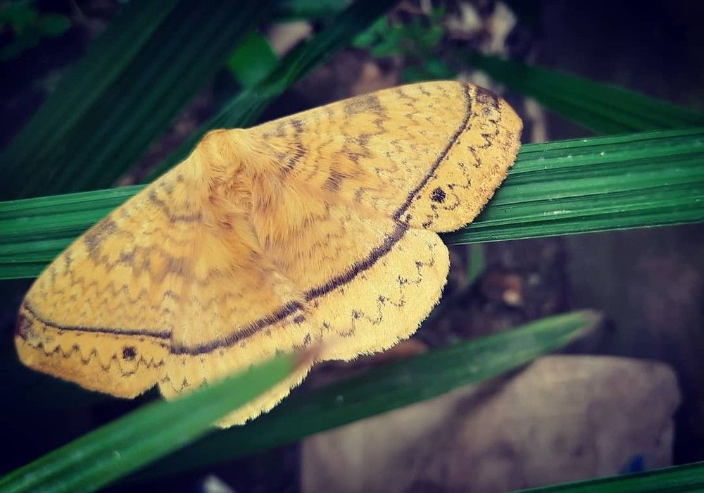 Фотография автора Sayan Das