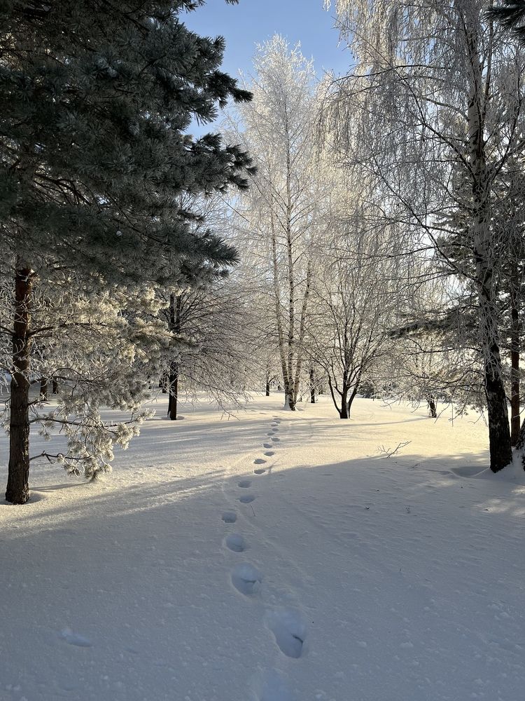 Следы на снегу