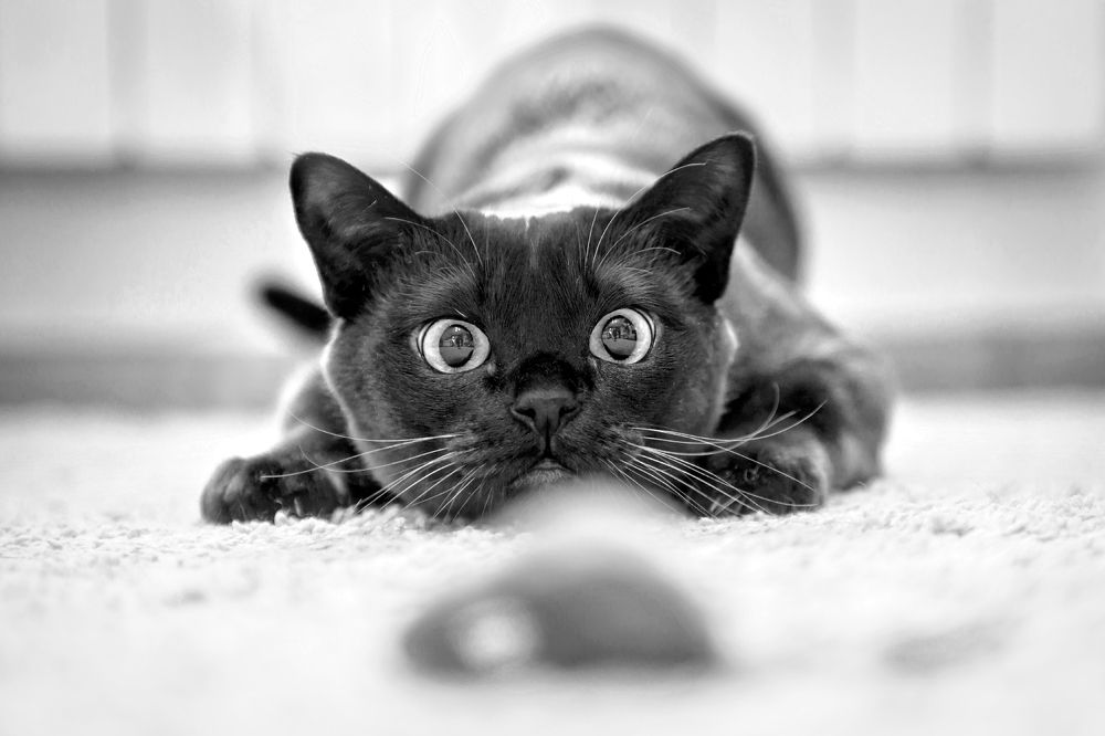 Photograph by Вячеслав Лопатин