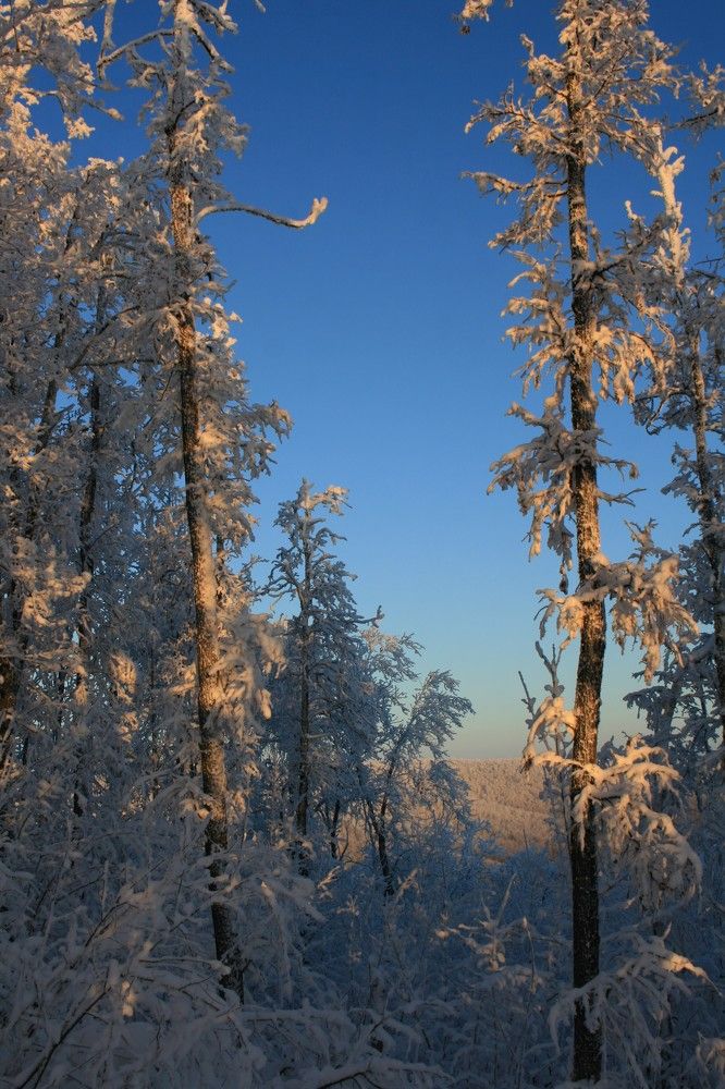 Фотография автора Татьяна Шебаршенко