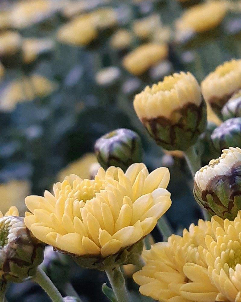 Фотография автора Ирина Лукьянчик