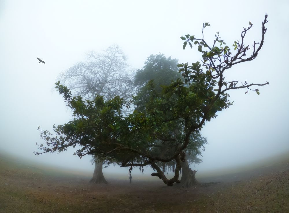 Silence of the Fog