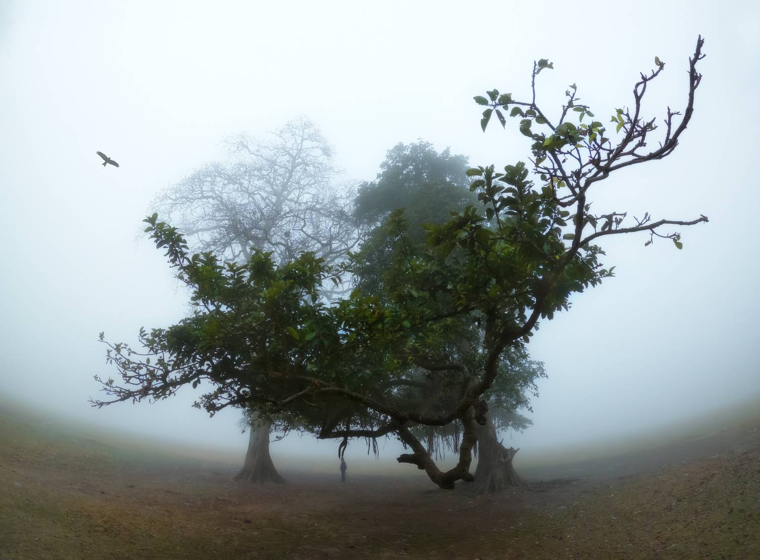Silence of the Fog