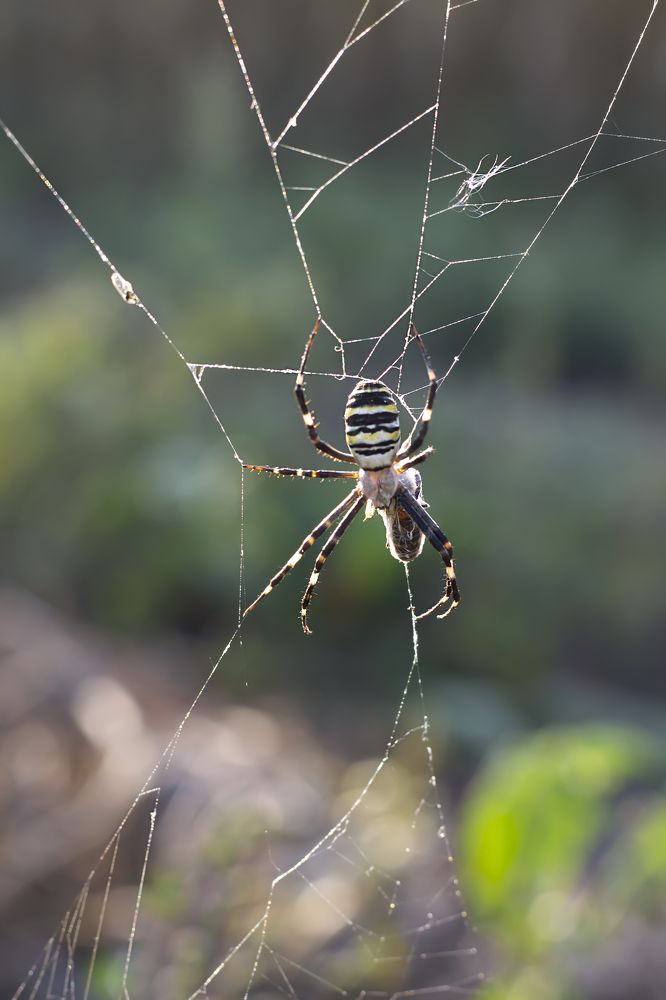 Photograph by Дарья Ващенко-Панкина