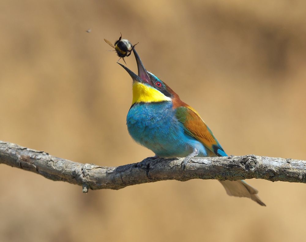 Photograph by Олег Есиков