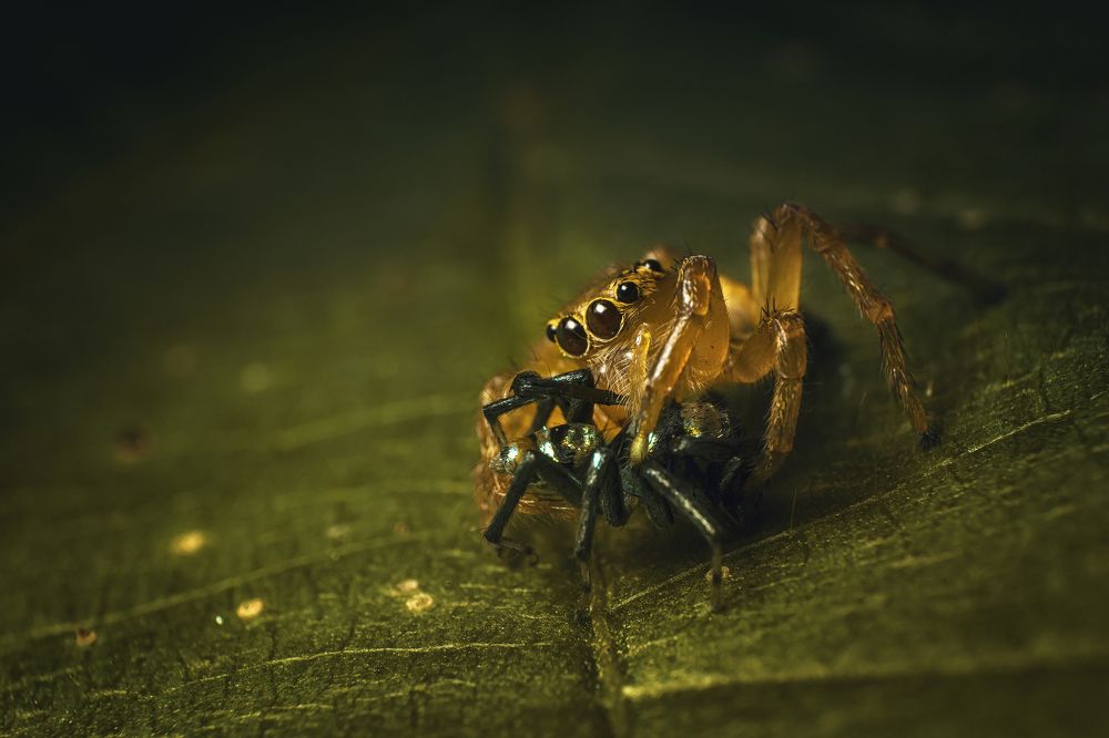 Photograph by Niranjan Baishya