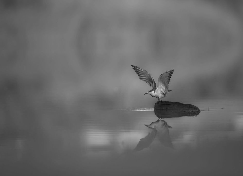 Photograph by Nagarajan P