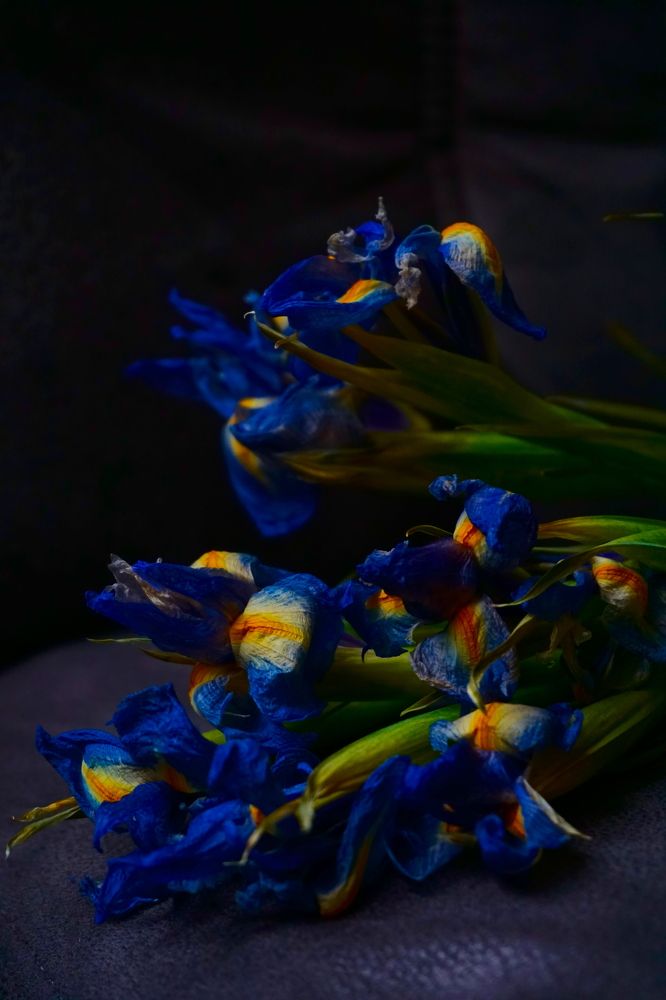 Photograph by VIKTORIA