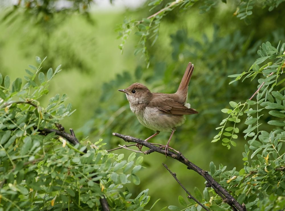 И хвост пистолетом -:))