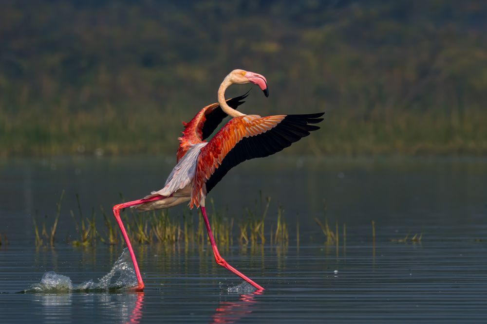 Photograph by Rahul Khadiwala