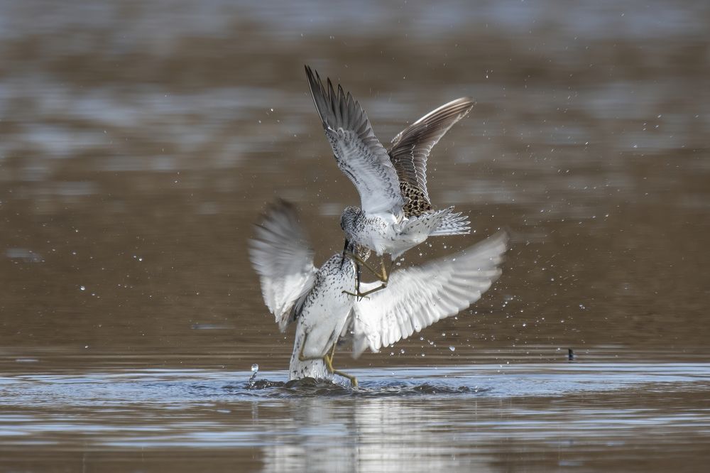 Поединок за даму сердца
