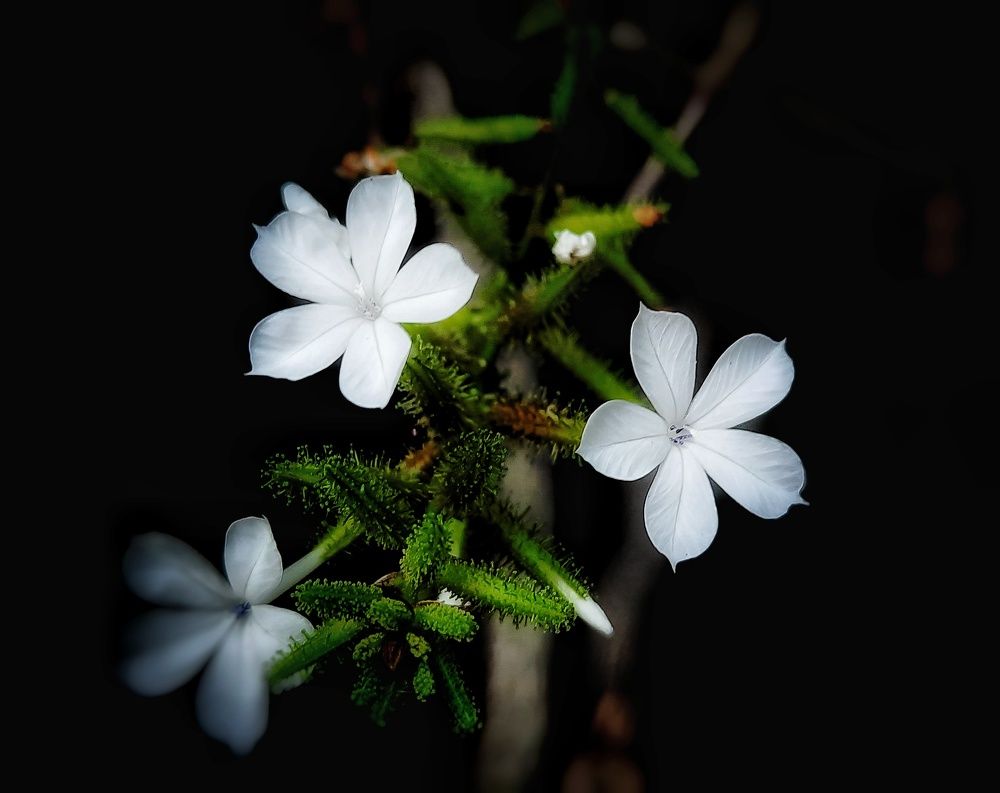 Фотография автора Sayan Das