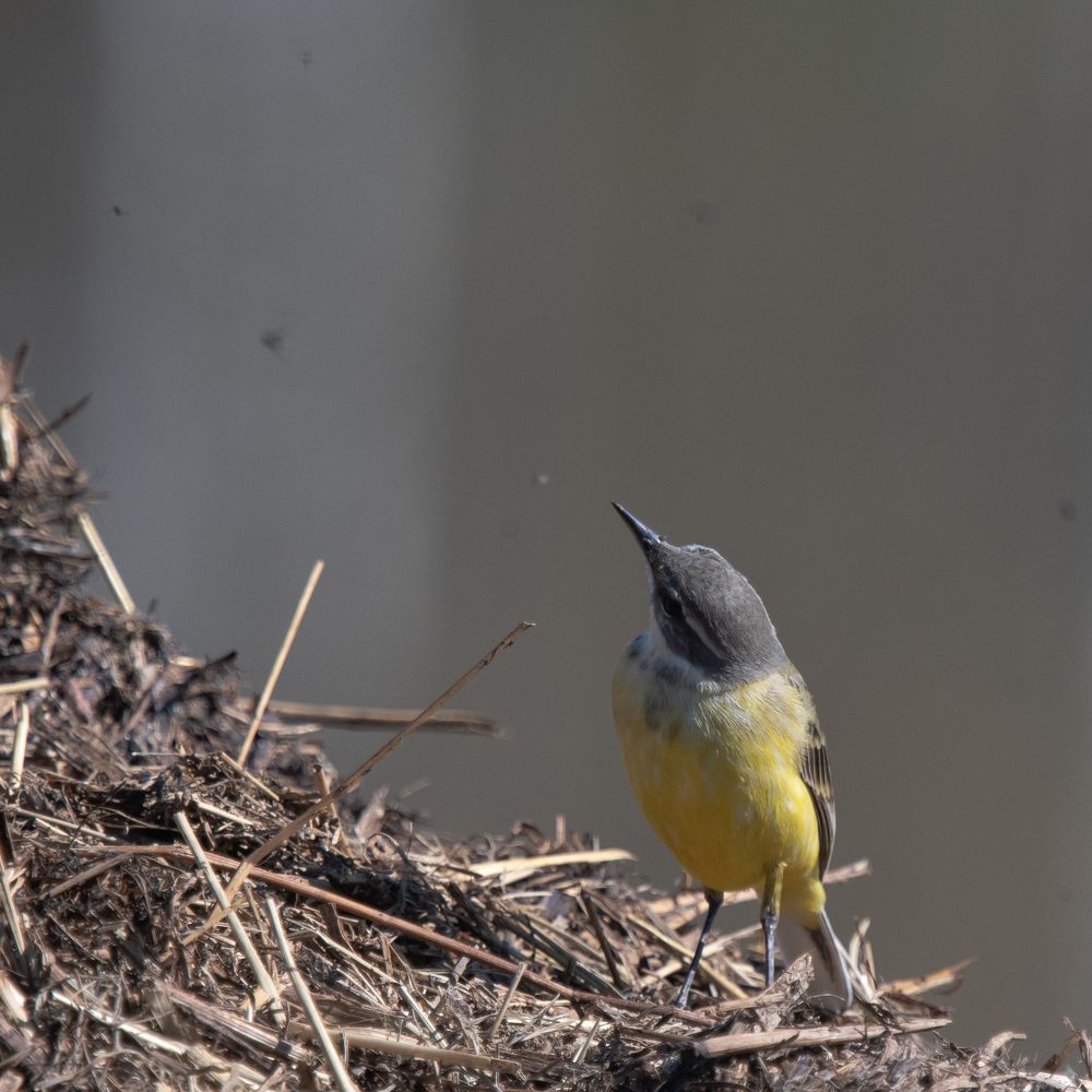 Аппетитные неуловимые мушки и желтая трясогузка
