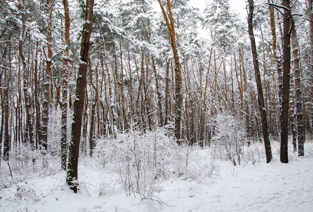 Photograph by Писаренко Оля