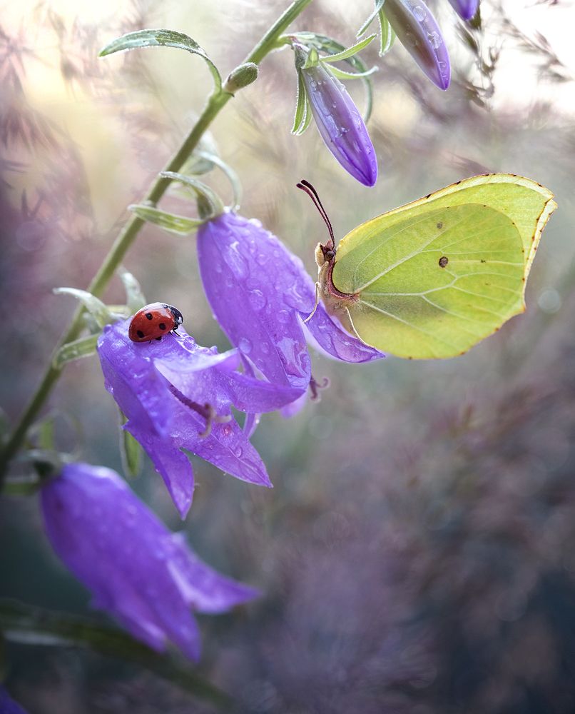 Ой, а ты кто?