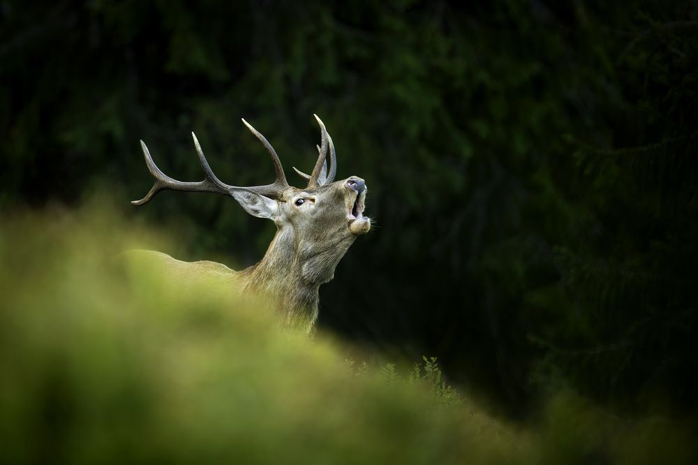 Red deer in the wilderness