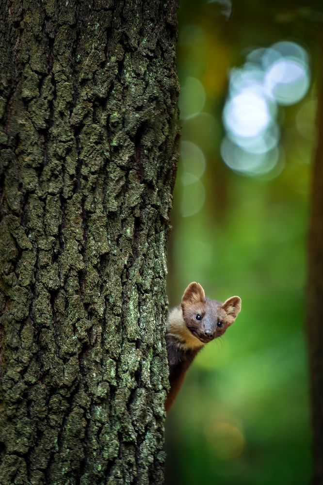 European pine marten