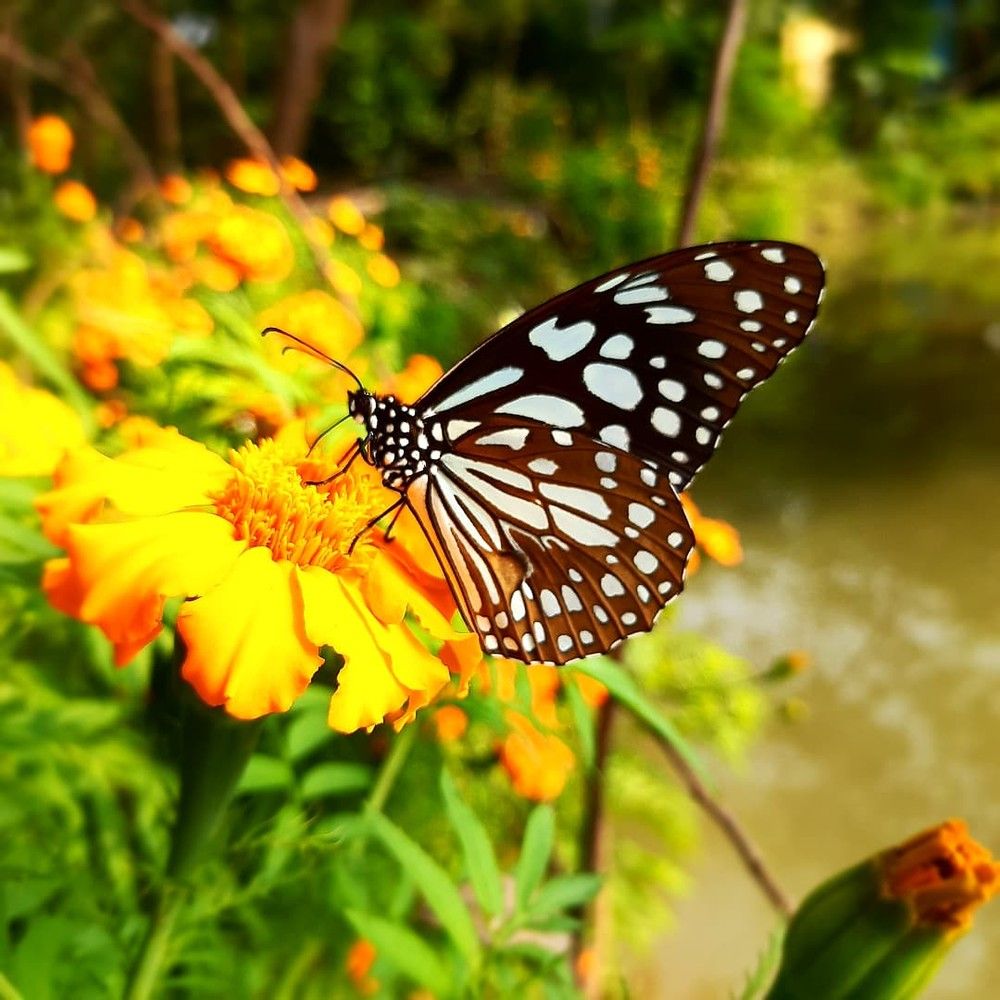 Фотография автора Sayan Das