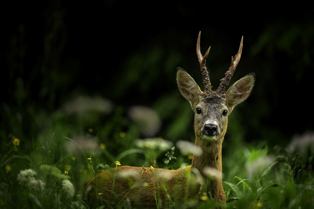 Roe deer