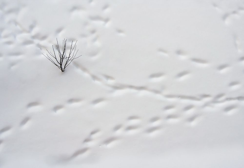 Photograph by Олег Фокин