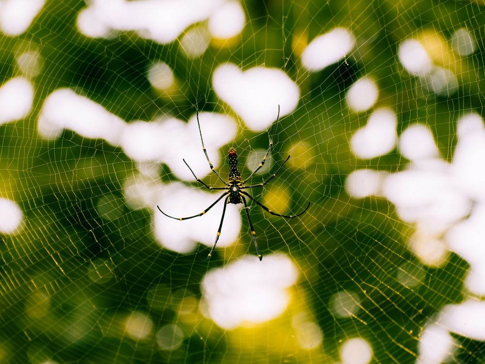 Фотография автора Arpit Dhore