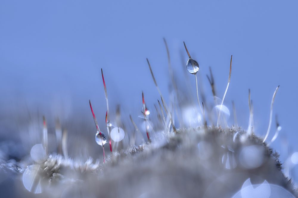 Photograph by Alla Matrosova