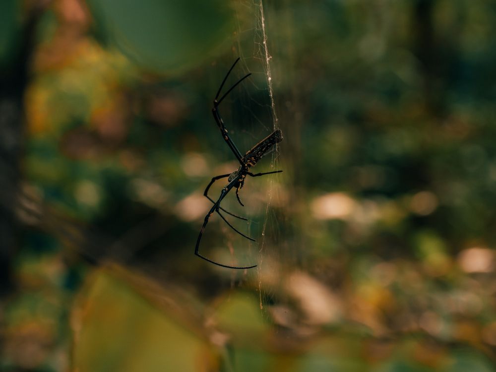 Фотография автора Arpit Dhore