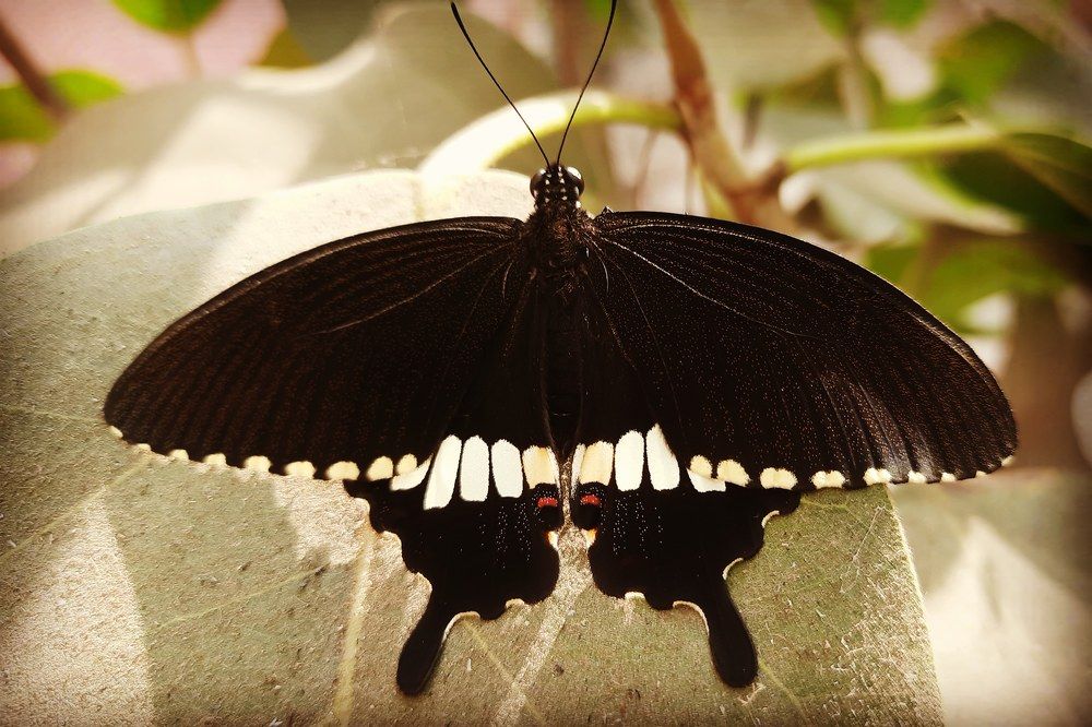 Фотография автора Sayan Das