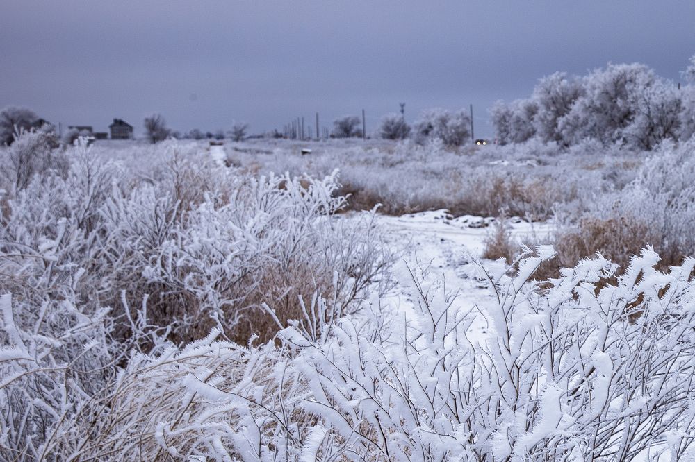 снежное спокойствие