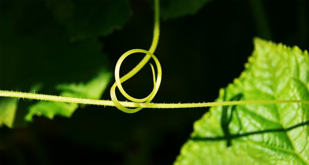 Мягкая поддержка