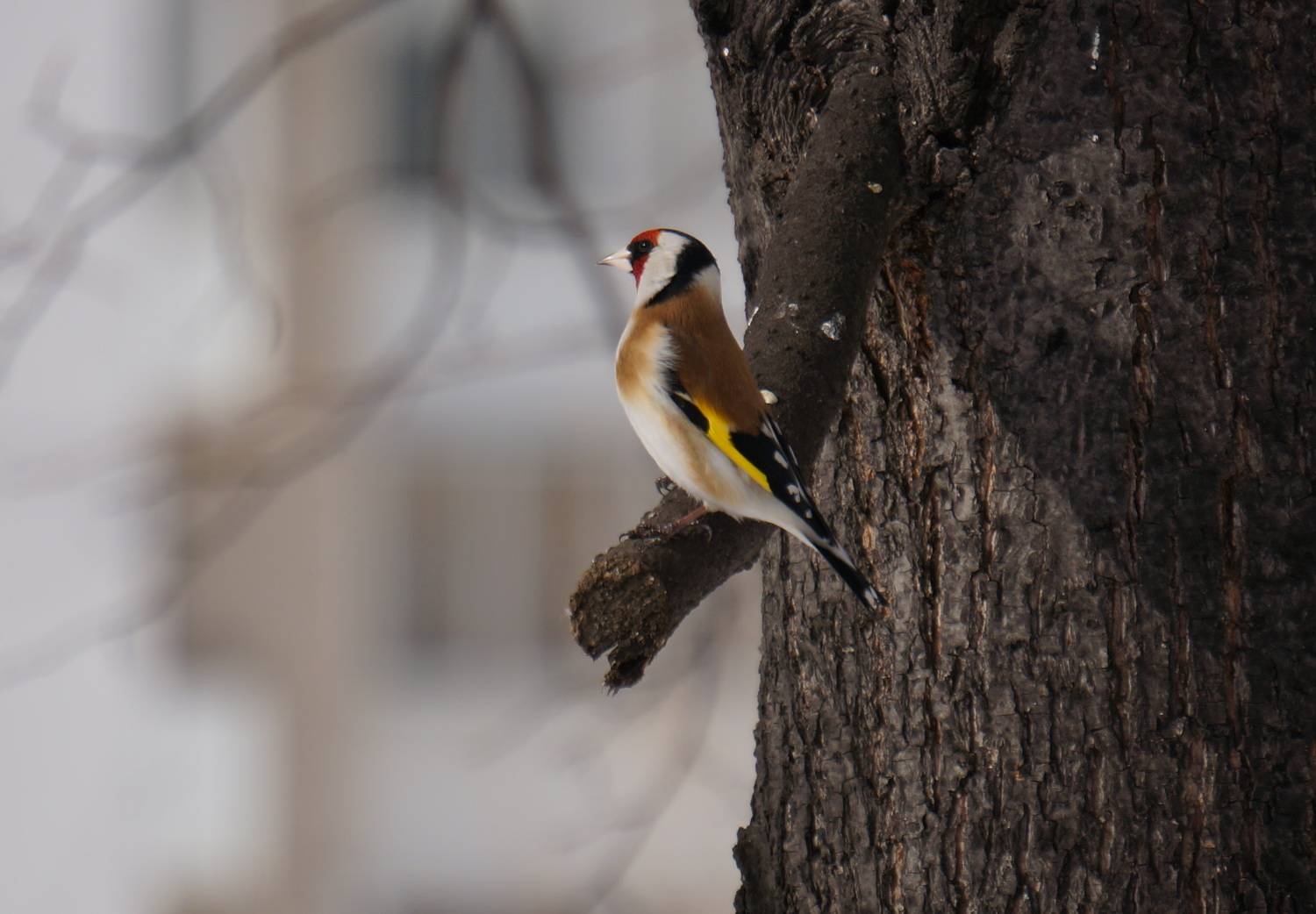 Photo #7170893