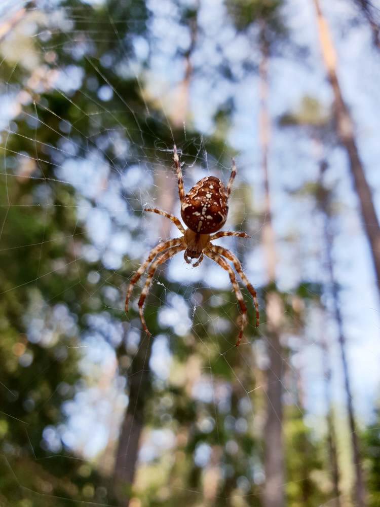 Photograph by Наталья Пагоцкая