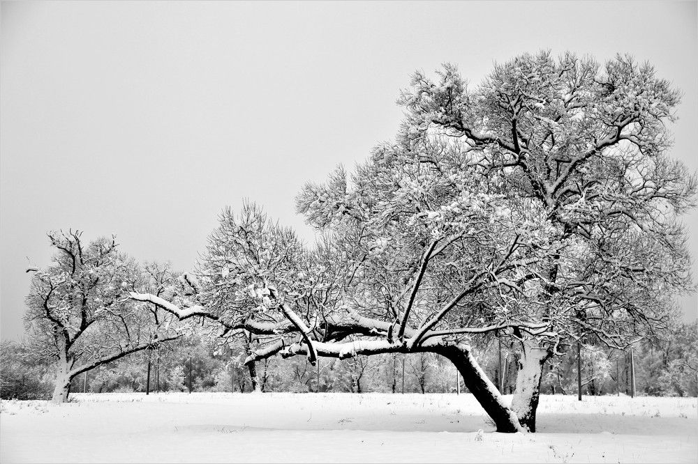 Photograph by Пихенько Иван