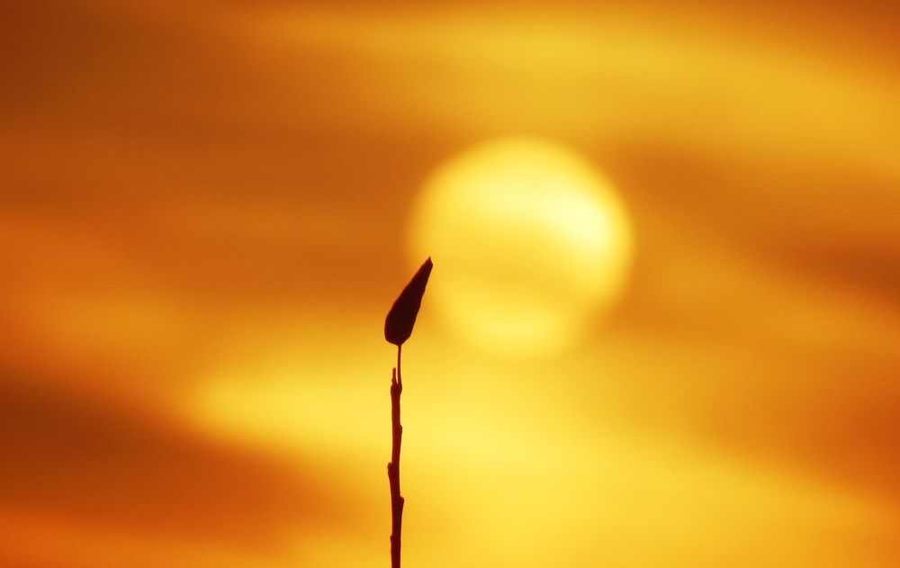 Закат осени