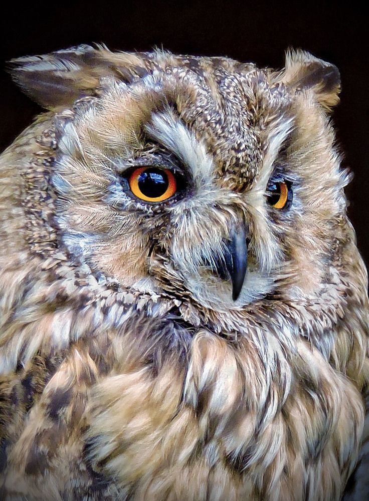 Ушастая сова