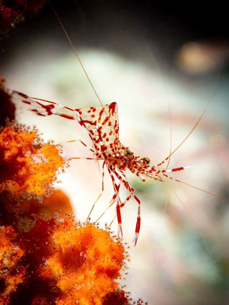 Photograph by Alexander Plakida