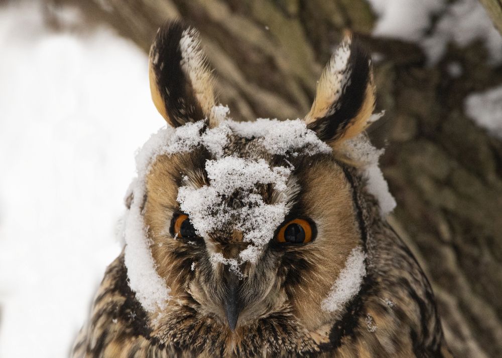 Photograph by Светлана Барабанщикова